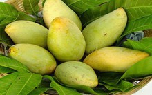 Quả xoài Việt sắp vào thị trường Mỹ