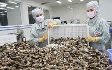 Dự báo giá tôm sẽ tăng trong thời gian tới do nhu cầu mạnh