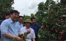 Thông tin thất thiệt về nông sản: Người dân điêu đứng vì thiệt hại