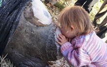 Khoảnh khắc ngọt ngào hiếm thấy: Bé gái nhẹ nhàng hôn chú tê giác bị cưa sừng khiến người lớn cũng phải lặng người suy ngẫm