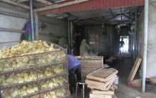 Thường xuyên nuôi 8.000 vịt sinh sản, bỏ túi 8 triệu đồng/ngày