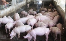 Nắng nóng cao điểm, giá lợn giảm