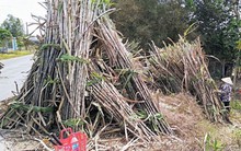 Trà Vinh: Trồng mía thua lỗ, nông dân bán đất, bán nhà để trả nợ