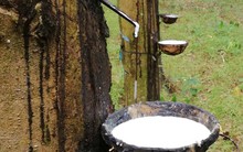 Xuất khẩu cao su tháng 5 tăng mạnh