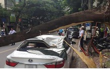 Cây bỗng dưng bật gốc đè bẹp dúm xế hộp tiền tỷ