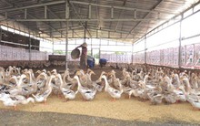 Đề xuất chỉ sử dụng tối đa 2 loại kháng sinh (được phép) trong 1 sản phẩm thức ăn chăn nuôi