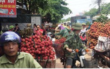 Ảnh: Lục Ngạn nhộn nhịp bước vào mùa thu hoạch vải