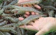 Giá tôm giảm mạnh, Bộ trưởng Nguyễn Xuân Cường nói phải thật bình tĩnh!