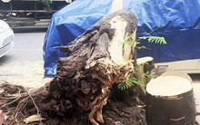 Vụ xe Lexus bị cây đè bẹp: Giám đốc Cty trông xe nói gì?