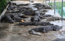 Người nuôi cá sấu "được cứu"