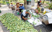 Nở rộ phong trào trồng xoài Đài Loan ở ĐBSCL, thu 500 triệu đồng/ha, năm