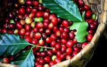 Giá cà phê thấp, bà con Tây Nguyên không mặn mà bán ra