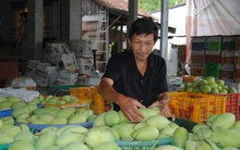 Xuất khẩu xoài sang Mỹ: Lắm nỗi gian truân