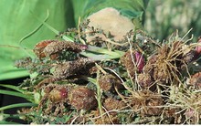 Nông dân Lý Sơn đứng ngồi không yên vì hành chết rũ hàng loạt