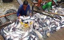 VASEP khuyến cáo DN kiểm soát chất lượng cá tra, basa xuất khẩu sang Trung Quốc