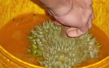 Phát hiện 14 tấn sầu riêng nghi ngâm hóa chất cấm