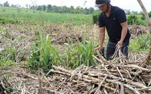 Xót lòng nhìn mía chết khô