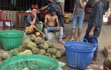 Thực hư về “sầu riêng ăn trả hạt" giá 15.000 đồng/kg