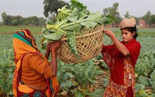 Chiến lược nào cho các nước đang phát triển trong cách mạng tự động hóa?