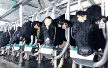 Vinamilk đầu tư nhập gần 200 bò A2 thuần chủng, quyết đem dòng sữa A2 chỉ mới xuất hiện tại rất ít quốc gia về cho người Việt