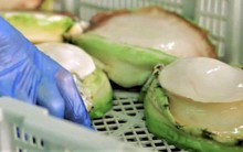 Bào ngư viền xanh 7 triệu đồng/kg, đắt bỏng tay nhà giàu vẫn chi tiền mua tẩm bổ