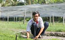 Thu nhập hàng trăm triệu từ mô hình trồng cải xà lách xoong