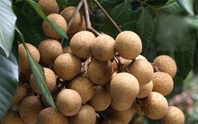 Nhãn đầu mùa giá rẻ