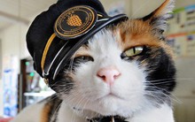 Tama: Từ con mèo hoang đến “trưởng ga tàu” nổi tiếng nhất cả nước, biểu tượng văn hóa đáng tự hào của Nhật Bản