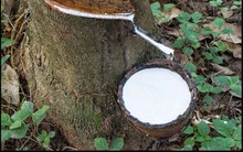 Việt Nam xuất khẩu gần 70.000 tấn cao su trong 15 ngày đầu tháng 7/2018