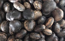 "Thần dược hút độc" đậu Lào giá cắt cổ 6 triệu/kg: Tất cả chỉ là hư cấu