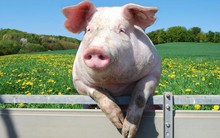 Lợi nhuận của Masan Nutri-Science vẫn giảm sâu so với cùng kỳ 2017 dù giá heo đã phục hồi đáng kể