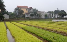 Chủ động tiêu úng trong sản xuất vụ Hè Thu, Mùa