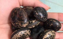 Thực hư đậu 'thần kỳ' 70.000 đồng/hạt chữa bá bệnh