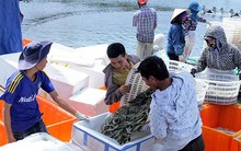 Nhiều hộ dân lao đao vì tôm rớt giá