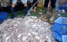 Ăn phải hải sản tẩy trắng, cơ thể bị hủy hoại thế nào?