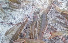 Giá tôm thẻ tăng trở lại, nông dân bắt đầu có lãi