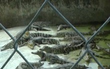 Giá cá sấu thương phẩm tăng cao, người dân tập trung tái đàn