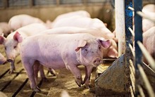 Giá lợn hơi tăng mạnh trở lại