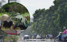 Hà Nội: Mặt đường bốc hơi dưới cái nắng nóng 40 độ, công nhân công ty cây xanh phải che lá chống nắng