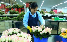 Thiếu hụt nhân lực "làm khó" doanh nghiệp nông nghiệp công nghệ cao