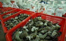 Từ 28/9, siết điều kiện nhập khẩu tôm vào Úc