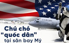 Chú chó "quốc dân" tại sân bay Michigan ở Mỹ