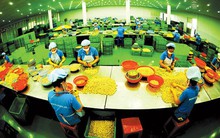 Nghịch lý ngành điều: Cửa mở càng rộng, cơ hội càng hẹp