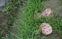 Đà Nẵng: 600 tấn dưa hấu hư hại do ngập úng