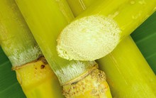 Mía đường Lam Sơn (LSS): Gánh nặng chi phí, quý 4 lỗ hơn 11 tỷ đồng, cả năm thoát lỗ trong gang tấc