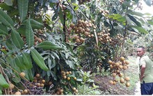 Giá nhãn Sông Mã giảm chỉ còn 7.000 đồng/kg
