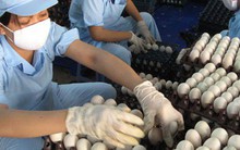 NHÌN TỪ THƯƠNG VỤ BA HUÂN - VINACAPITAL: Doanh nghiệp Việt ra biển lớn bằng thúng chai!