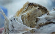 Bất chấp rủi ro, người dân ở Đồng Nai vẫn đua nhau nuôi yến