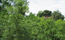 Mùa chanh "đắng" của nông dân Con Cuông, Nghệ An