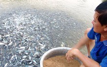 Nuôi cá tra giống tràn lan, nông dân thiệt hại nặng